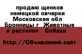 продаю щенков немецкой овчарки - Московская обл., Бронницы г. Животные и растения » Собаки   